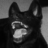 axe_pup