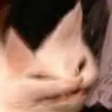 sebulant