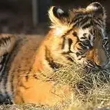 chosik-tiger