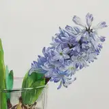 ラムレーズン