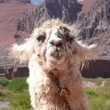 jbernal